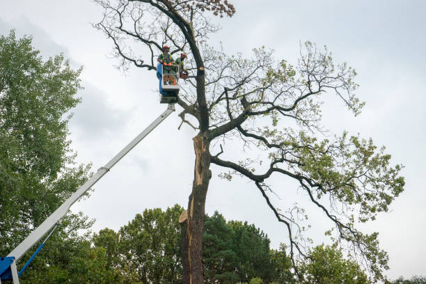 commercial tree service bothell wa