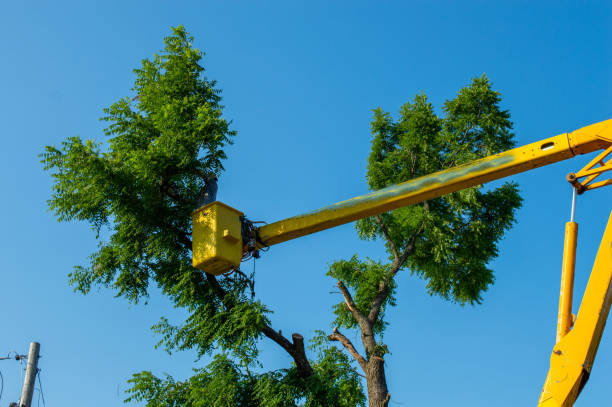 commercial tree service bothell wa