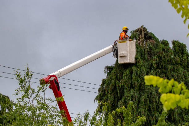 commercial tree service bothell wa