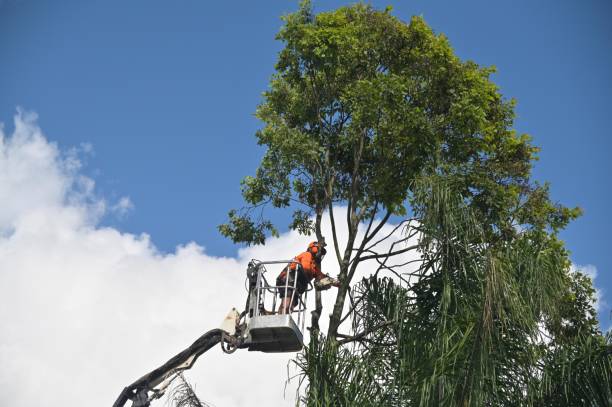 commercial tree service bothell wa