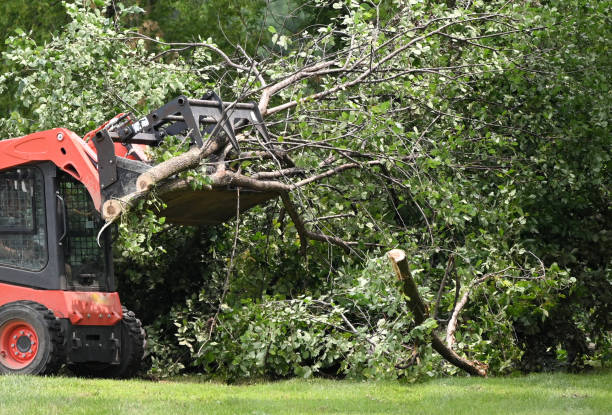 emergency tree service bothell wa