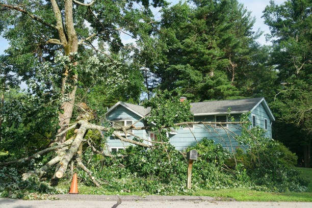 emergency tree service bothell wa