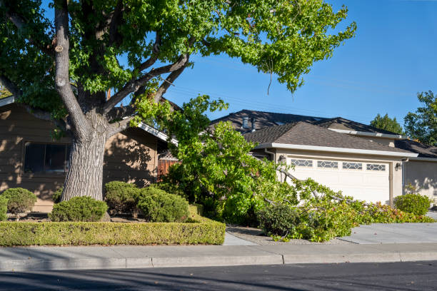 emergency tree service bothell wa
