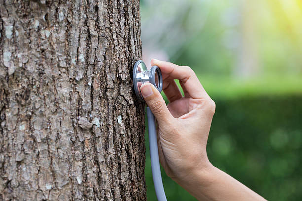 tree health bothell wa