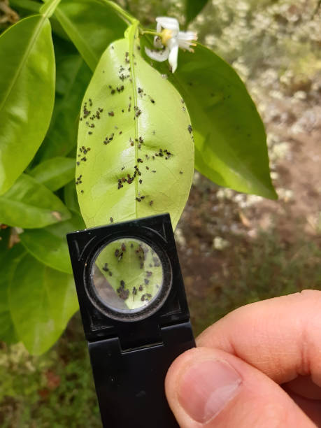 tree health bothell wa