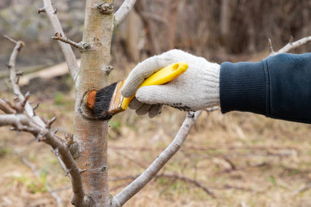 tree health bothell wa