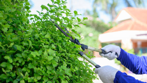 tree health bothell wa