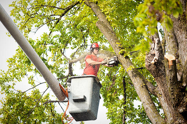 tree removal bothell wa