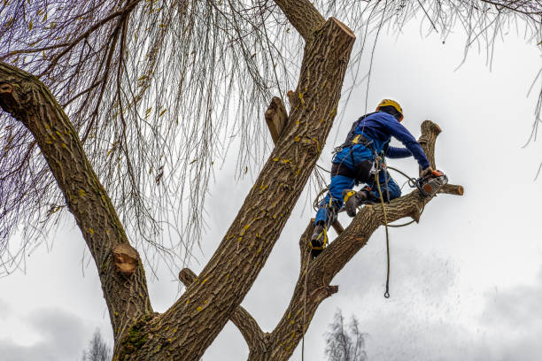 tree removal bothell wa