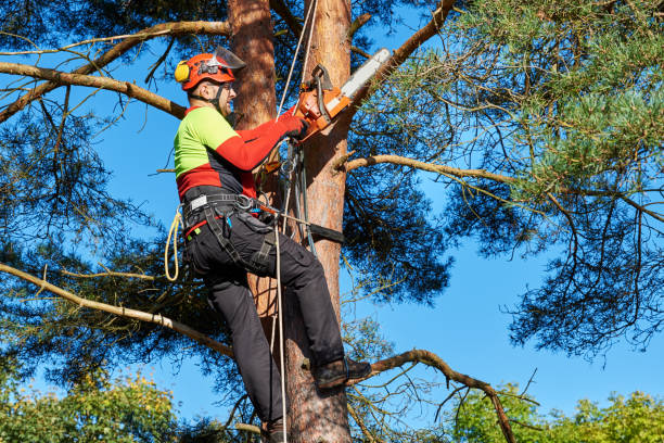 tree trimming bothell wa