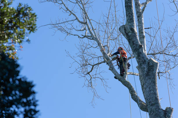 tree trimming bothell wa