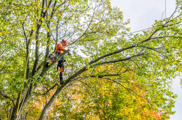 tree trimming bothell wa
